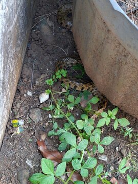 A Checkered Keelback snake (Fowlea piscator) hiding among the bushes in the garden