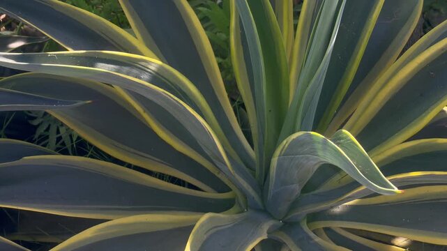 Agave King Plant Close Up in Tropical Garden
