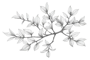 Fototapeta premium Botanical drawing representing a deciduous tree branch with leaves and buds, black and white sketch art style, transparent background