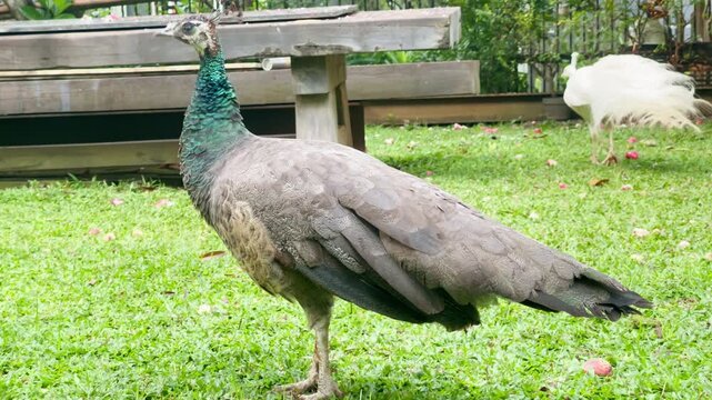 blue peahen standing and looking around in the garden, white peacock walking in the back, peacock and peahen in natural habitat