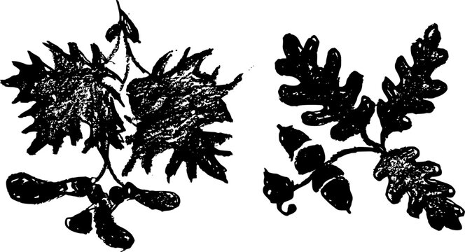 Maple and oak leaves with seeds. Black and white vector textured sketch of an oak branch with acorns and maple with samaras