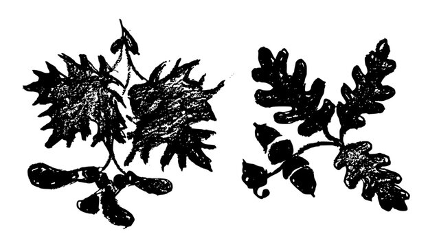 Maple and oak leaves with seeds. Black and white vector textured sketch of an oak branch with acorns and maple with samaras