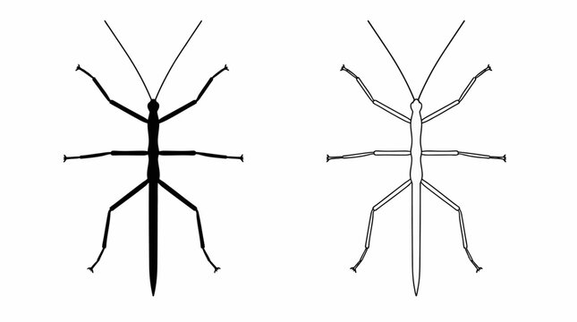 Stick insect silhouette and outline vector on white background, minimalist insect graphics.