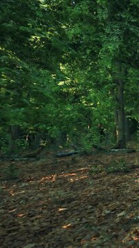 A pathway through a forest with tall trees and dense green leaves. Fallen leaves cover the ground. Sunlight filters through the branches creating a natural setting.