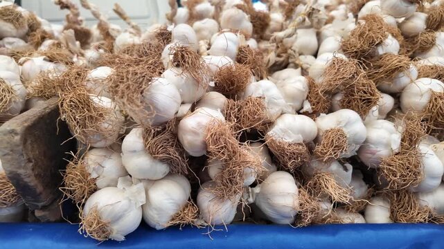 Fresh garlic harvest from the market in vibrant local market