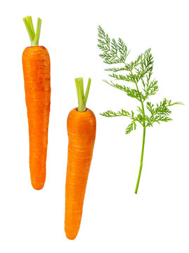 Close-up of Two Whole Carrots with Fresh Foliage on White Background
