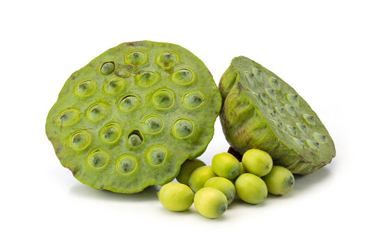 Still Life of Whole Lotus Pods and Fresh Seeds