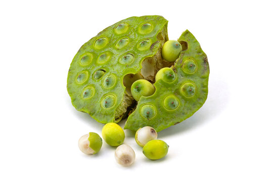 Close-up of Cracked Fresh Lotus Seed Pod with Loose Lotus Seeds on White Background
