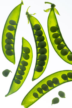 Translucent Snow Peas Backlit Close-up on White Background