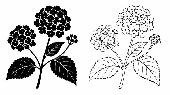 Hydrangea flower silhouette and line art illustration