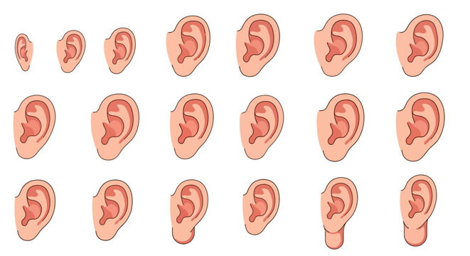Human Ears Anatomy Different Angles.