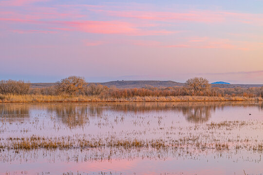 Soft pink and lavender twilight sky reflects in a calm wetland marsh with bare cottonwoods, Bosque del Apache NWR, New Mexico.