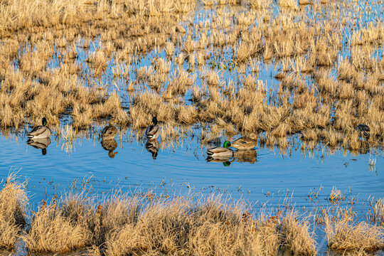 Male and female mallard ducks swimming through marsh wetlands at Bosque del Apache National Wildlife Refuge, New Mexico.