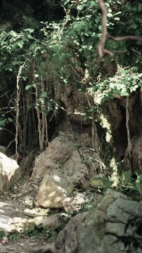 Bright sunlight filters through trees in a forest. Roots hang down and wrap around rocks. The forest floor is uneven with stones and plants scattered across the ground.