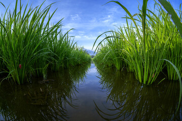 Obraz premium Rice paddy field in close up with blue sky
