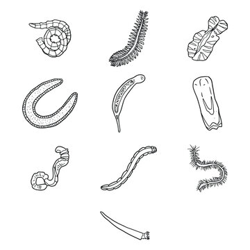 Marine Worm Diversity Line Art Illustration Bundle