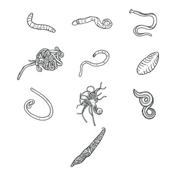 Detailed Marine Worm Species Outline Illustration Collection
