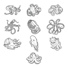 Fototapeta premium Detailed Deep Sea Octopus Outline Illustration Collection