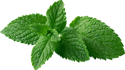 Fresh green mint leaves with textured surface, isolated on transparent background © LUXSTORY