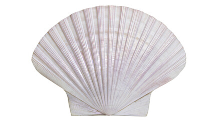 Delicate pale pink and white ridged scallop shell, isolated on transparent background © LUXSTORY