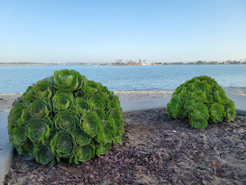 Two large green Aeonium succulent plants grow near the calm water of Mission Bay in San Diego California under a bright clear sky