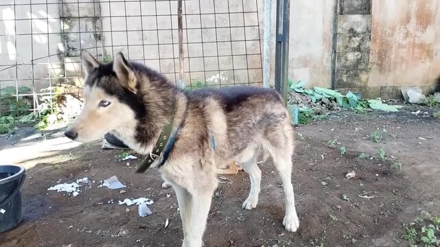 The Siberian Husky is a medium-sized working sled dog breed. It has a thick coat, erect triangular ears, and is smaller than the similar-looking Alaskan Malamute.