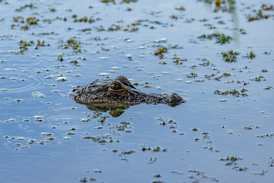 Side view of an alligator head peaking above water surface in a swamp or lake with duckweed and aquatic plants