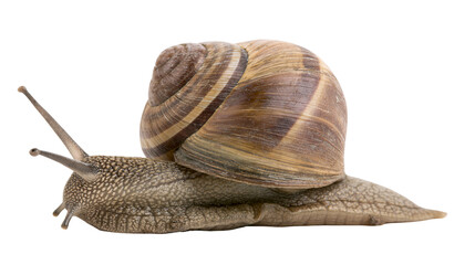 Brown banded garden snail with textured skin and spiral shell, isolated on transparent background © LUXSTORY