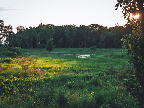 Golden afternoon sun rays casting a vibrant glow across a lush green wetland prairie meadow and dense forest under a clear summer sky