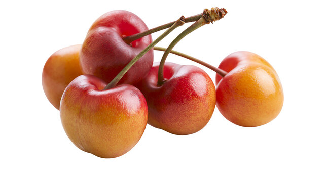Ripe Rainier cherries with stems, isolated on transparent background
