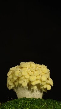 Time-lapse of a cluster of white mushrooms sprouting rapidly in a dark environment.