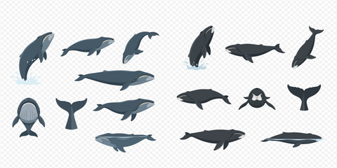 Set of various whale illustrations, including breaching, diving, and tail views, showcasing marine life. © Akun