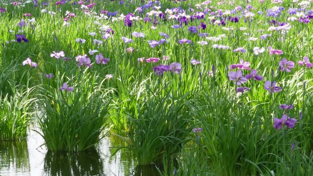 水辺の花」の写真素材 | 27,925件の無料イラスト画像 | Adobe Stock