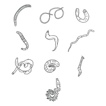 Hand Drawn Marine Worm Species Outline Collection