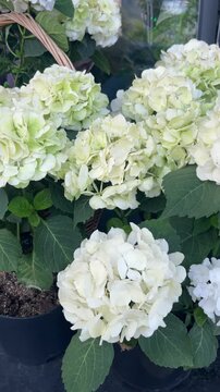 selective focus cream hydrangeas in wicker basket and flower pot