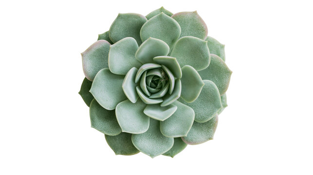 Green succulent plant rosette with layered fleshy leaves, isolated on transparent background