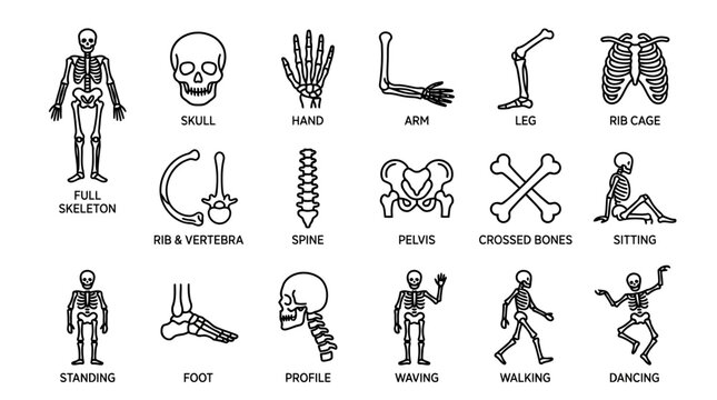 Minimal Black and White Skeleton Illustrations Showing Human Anatomy and Poses