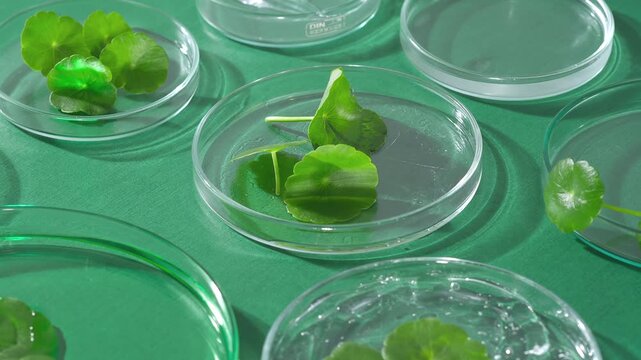 360-degree rotating shot of fresh Centella asiatica (Gotu kola) leaves arranged in transparent petri dishes
