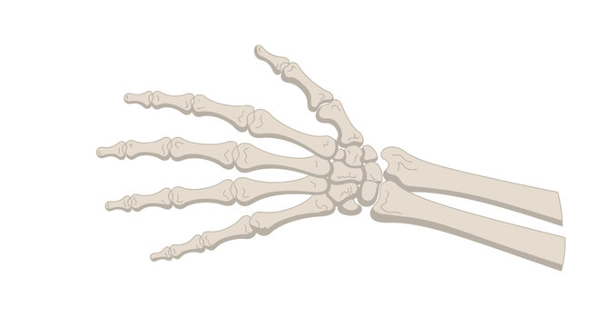 Human hand skeletal system anatomy.