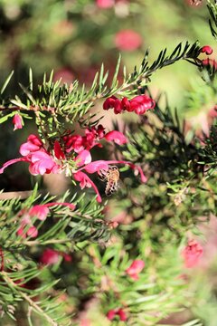 European Honeybee (apis mellifera) collecting nectar from grevillea flower, South Australia