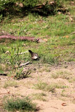 Wild White-browed Babbler (Pomatostomus superciliosus) searching for insects, South Australia