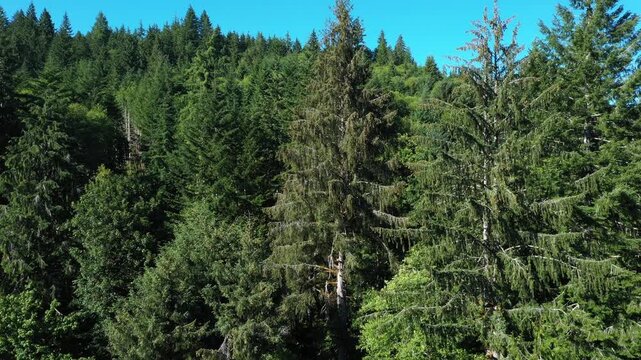 4K aerial drone footage of dense evergreen forests near Saddle Mountain in Oregon, USA. Scenic Pacific Northwest woodland landscape with rolling hills, wilderness and rich natural vegetation