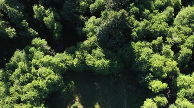4K aerial drone footage of dense evergreen forests near Saddle Mountain in Oregon, USA. Scenic Pacific Northwest woodland landscape with rolling hills, wilderness and rich natural vegetation