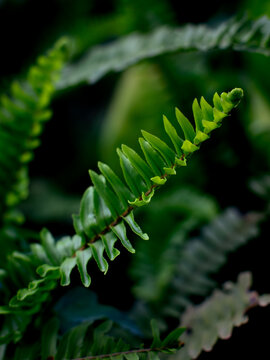 Close-up of dark green fern fronds with a new unfurling shoot against deep black background in dramatic moody light