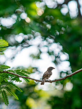 Small Brown Sparrow Perched on a Thin Branch Surrounded by Lush Green Bokeh Foliage in Tropical Park
