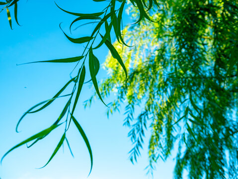 Green weeping willow tree branches with narrow leaves hanging against clear blue sky with copy space in tropical park