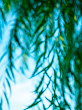 Soft dreamy bokeh blur of weeping willow tree branches and narrow leaves hanging against clear blue sky in tropical urban park