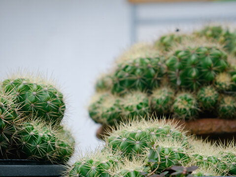 Extreme Close Up Two Pots Clustered Green Cactus Golden White Spines White Wall Shallow Focus Botanical Nature Background