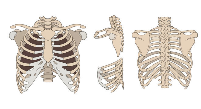 Human Ribcage and Skeleton Anatomy.