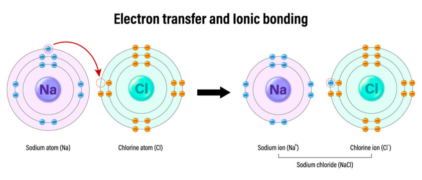 Electron transfer and Ionic bonding structure. Electron of sodium atom is transferred to join electron of chlorine atom.